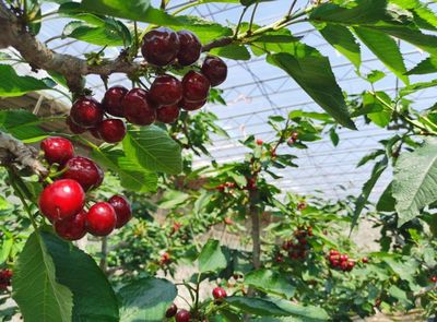 大連大櫻桃在滬開展產銷對接活動